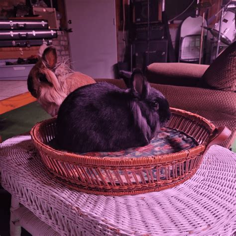 are rabbits inexpensive